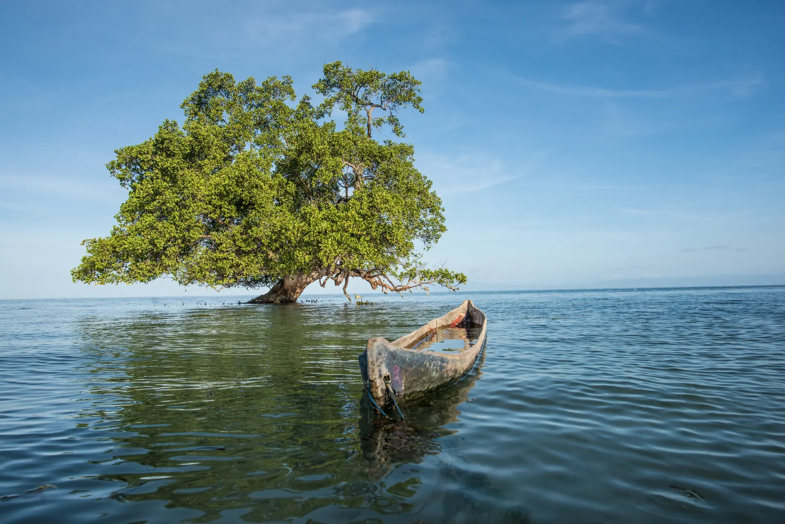 Mangrove water
