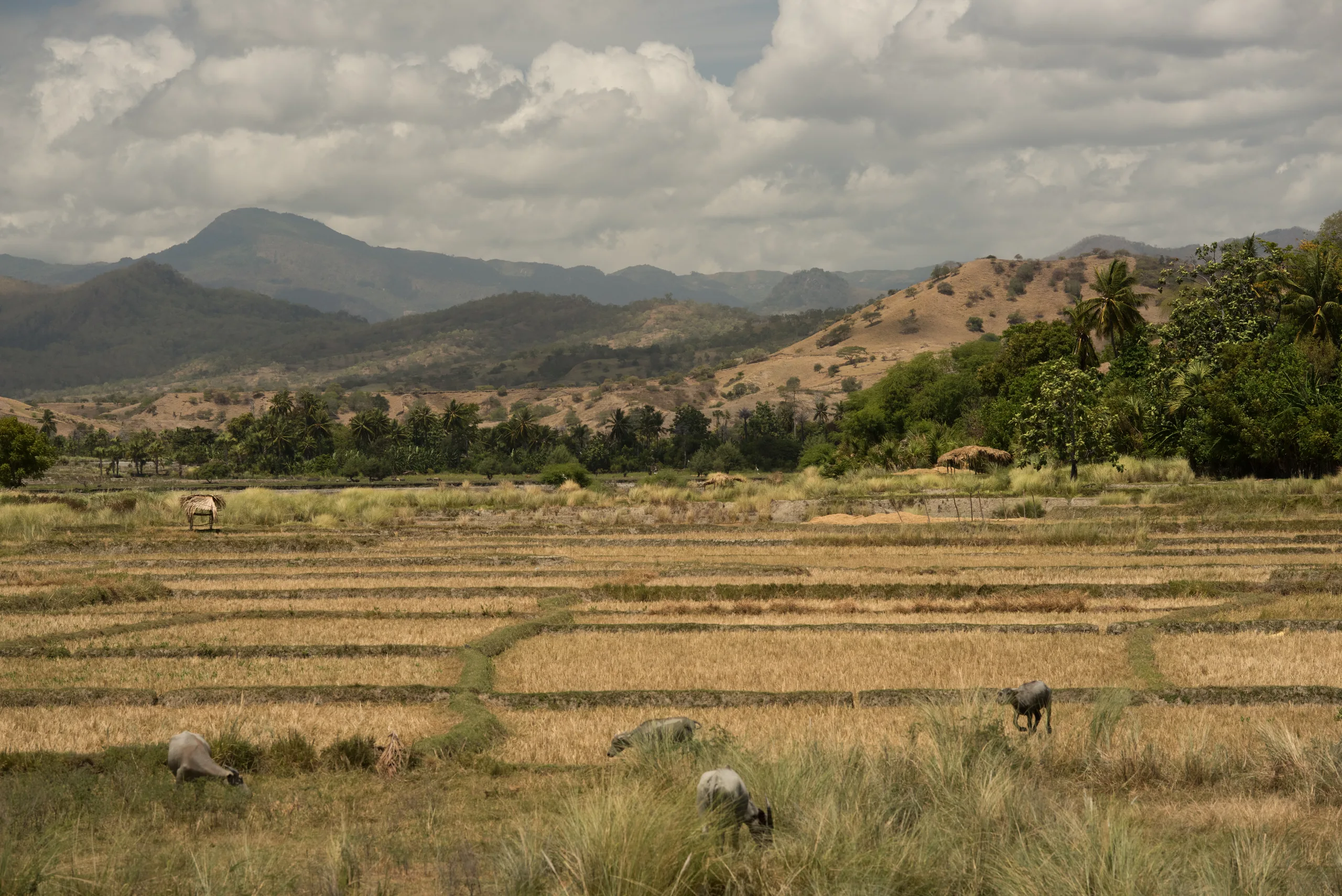 Rice country, Manatuto