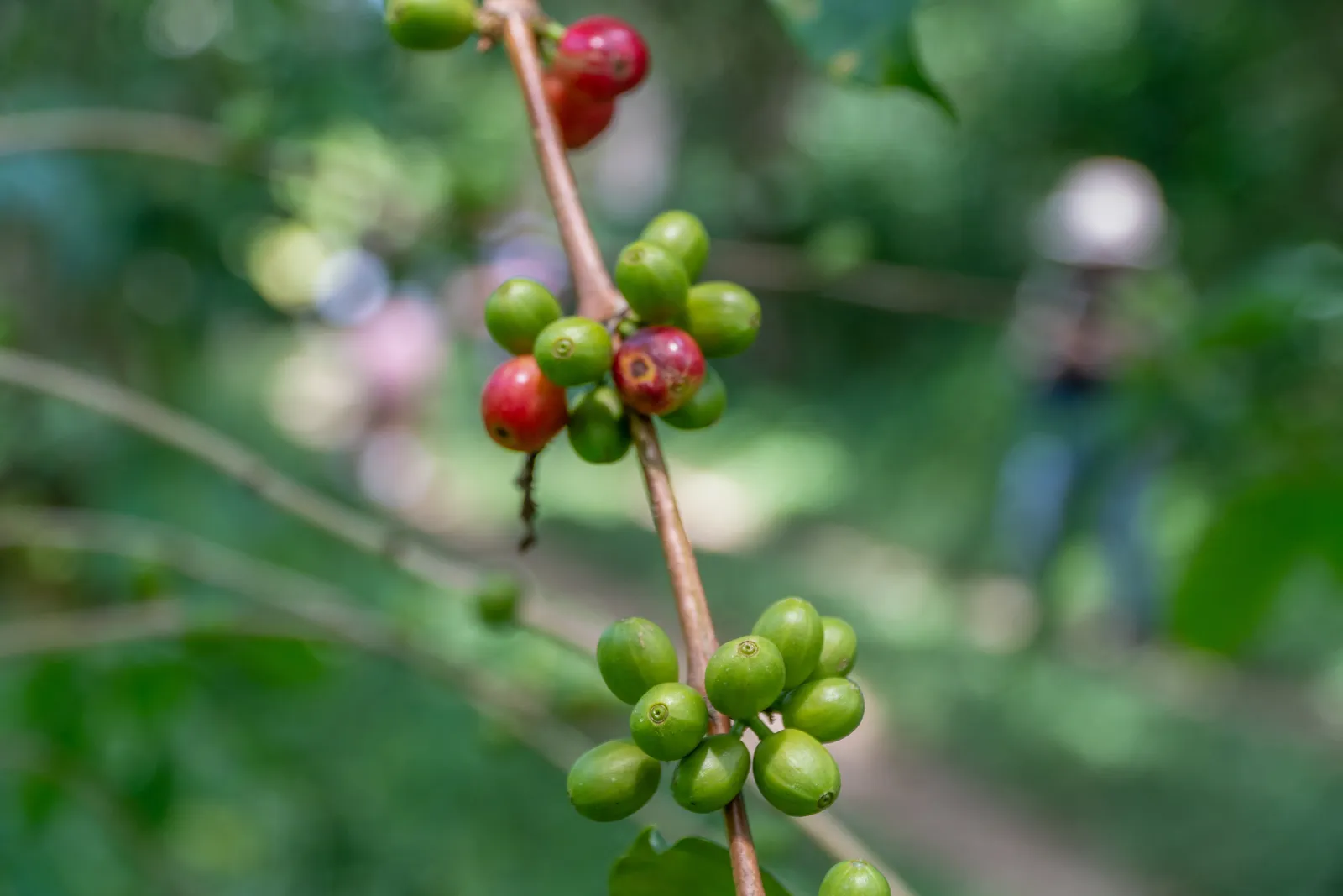 Coffee cherries, Aileu