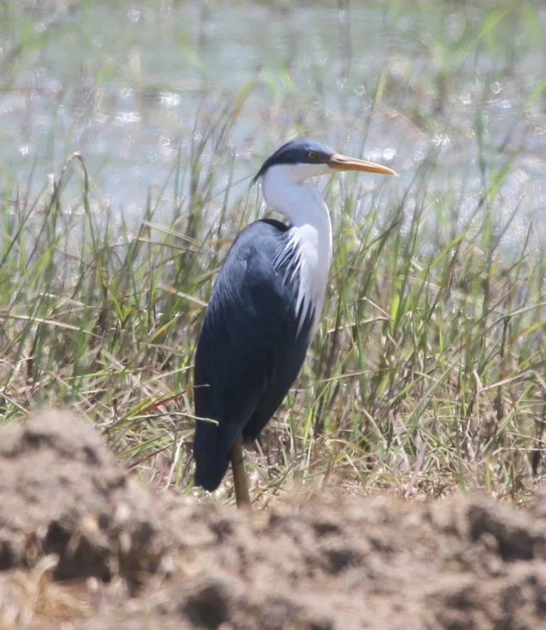 Ira Lalaro Lake — File:An adult Pied Heron at edge of Lake Ira lalaro.jpg