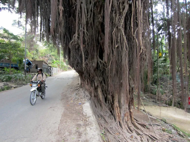 Rezidensia Episkopal — File:Banyan Trees (6395940247).jpg