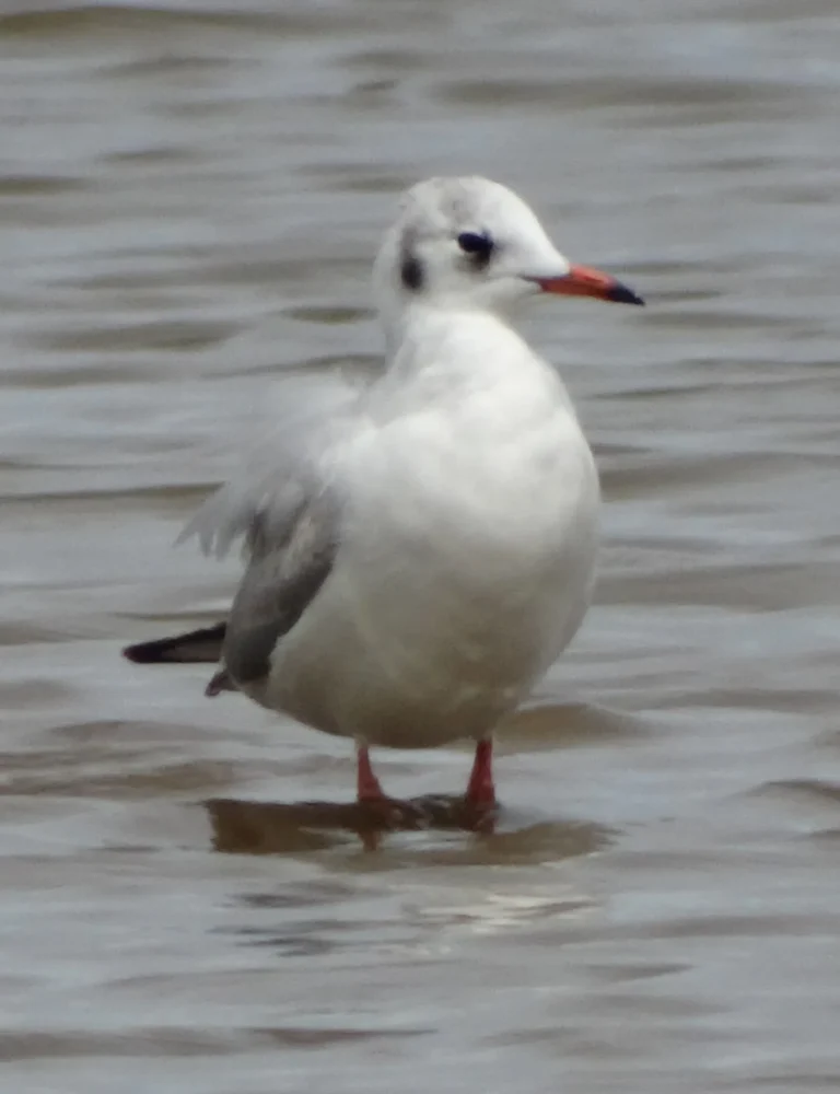 Tasitolu Peace Park — File:A Black-headed Gull stands on shallows of Lake Tasitolu saline lake.jpg